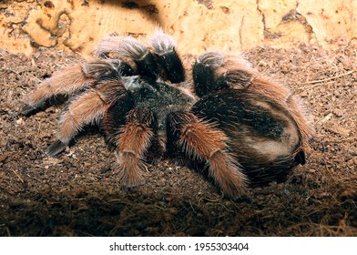 Brachypelma Klaasi Mexican Pink Tarantula Stock Photo 1955303404 ...