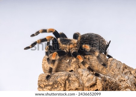 Brachypelma smithi - beautiful spider on bark