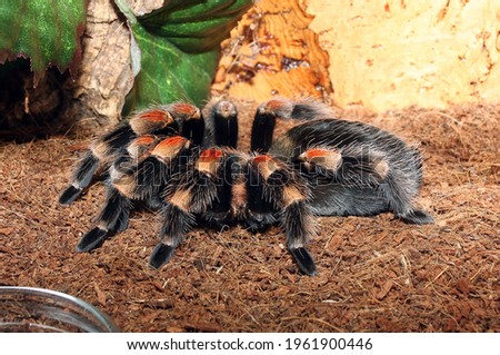 Brachypelma smithi, Fluffy Spider, tarantula