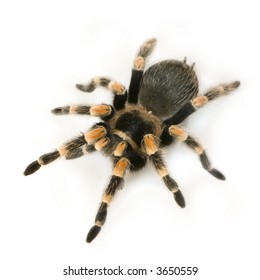 Mygale Spider Images Stock Photos Vectors Shutterstock