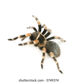 Mexican Red Knee Tarantula Top View Stock Photo (Edit Now) 37963933