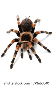 Mexican Redknee Tarantula Brachypelma Hamorii On Stock Photo 1217714560 ...