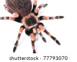 The Brachypelma smithi (Mexican Red-kneed Tarantula), is a terrestrial tarantula.