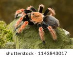 Brachypelma smithi is a species of spider in the family Theraphosidae (tarantulas) native to Mexico.  Mexican redknee tarantulas are a popular