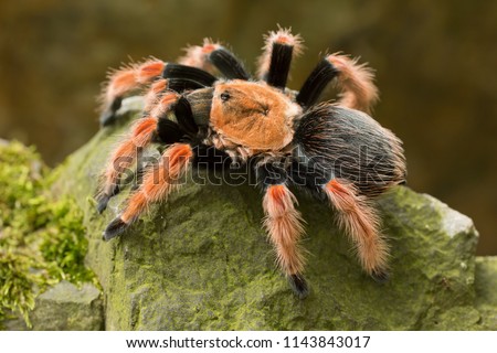 Brachypelma smithi is a species of spider in the family Theraphosidae (tarantulas) native to Mexico.  Mexican redknee tarantulas are a popular