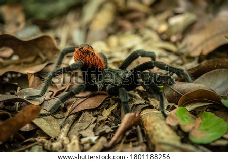 Brachypelma vagans - Mexican red rumps, big, cuddly and hairy and found all across Quintana Roo. Near Calakmul