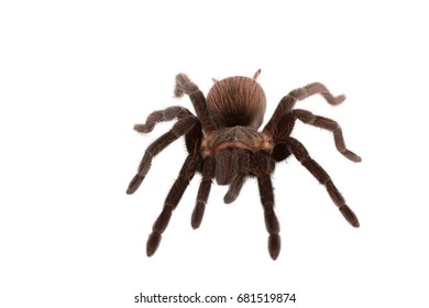 Brachypelma Vagans Spider Isolated