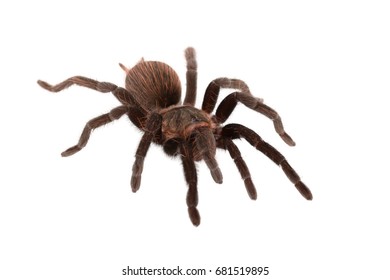 Brachypelma Vagans Spider Isolated