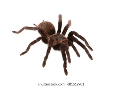 Brachypelma Vagans Spider Isolated