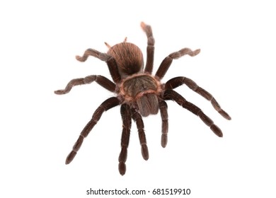 Brachypelma Vagans Spider Isolated