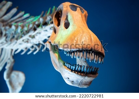 Brachytrachelopan Dinosaur Skeleton on Display