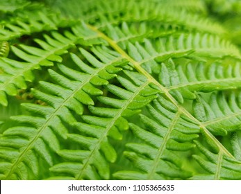 BrackenFern Leaf Close-Up