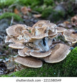 Bracket Fungi In The Forest Floor.