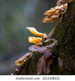 Bracket Mushrooms Growing On A Dead Beech Tree Branch. Fungi.