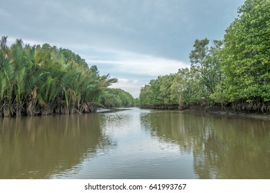 Brackish Water Lake In Mangrove Forest