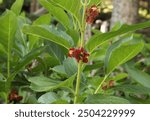 Bracted Honeysuckle (Lonicera involucrata) in Elkhorn Mountains, Oregon