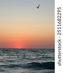 Bradenton beach at sunset with seagull