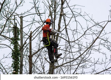 Bradford On Avon Wiltshire UK March 17 2020 A Worker With A Chainsaw Up A Tree  Preparing  To Use The Saw To Remove Dead And Damaged Branches Safely