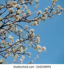 Bradford Pear Tree with Blooming White Flowers against the Blue Sky