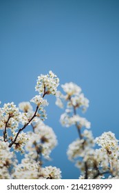 Bradford Pear Tree with Blooming White Flowers against the Blue Sky