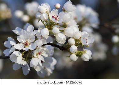 Bradford Pyrus Calleryana Flowering Ornamental Pear Tree