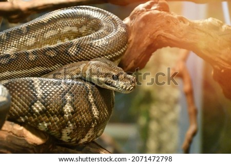 Bradley Rhombic Python (Latin. Morelia bredli) – a species of rhombic python in the family Pythonidae 