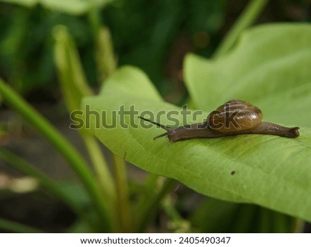 Bradybaena similaris ( Siput semak, Keong semak, Asian trampsnail ). bush snail. snails on leaves. snails on plants.