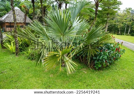 Brahea armata, commonly known as Mexican blue palm or blue hesper palm, is a large evergreen tree of the palm family Arecaceae. Imagine de stoc © 