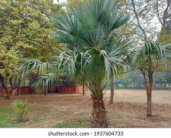 Brahea Armata (Mexican Blue Palm Or Blue Hesper Palm) Tree In The Park