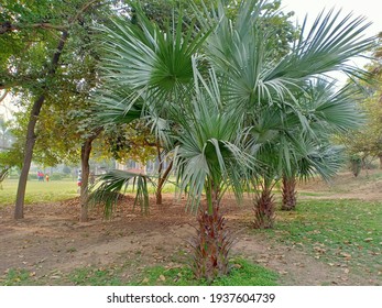 Brahea Armata (Mexican Blue Palm Or Blue Hesper Palm) Tree In The Park