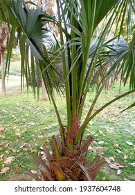 Brahea Armata (Mexican Blue Palm Or Blue Hesper Palm) Tree In The Park