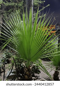 Brahea edulis palm plant. This is commonly used to grow as outdoor and indoor plant. It gives us a lush green feel and a beauty in certain erea wherever it grows.