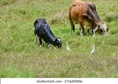 Brahma Bulls With Cattle Egrets In Costa Rica