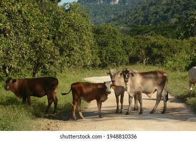 Brahma Cattle. Near San Ignacio, Belize. 20 June 2014