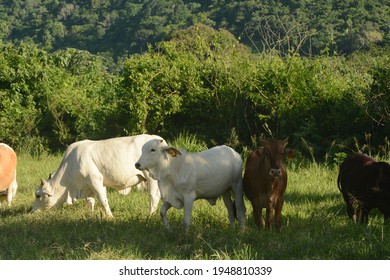 Brahma Cattle. Near San Ignacio, Belize. 20 June 2014