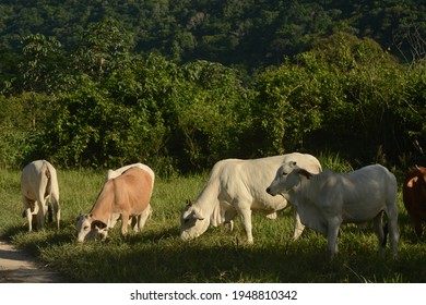 Brahma Cattle. Near San Ignacio, Belize. 20 June 2014