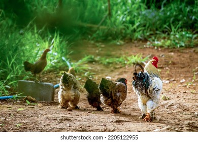 Brahma Chicken, Type Of Chicken Largest In The World Today.
Image Of White Brahma Roosters