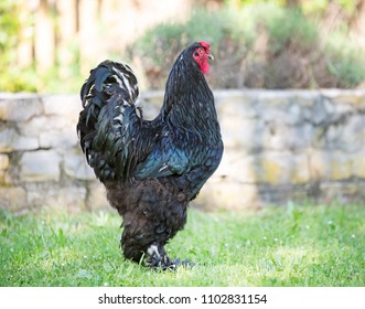 jersey giant cockerel