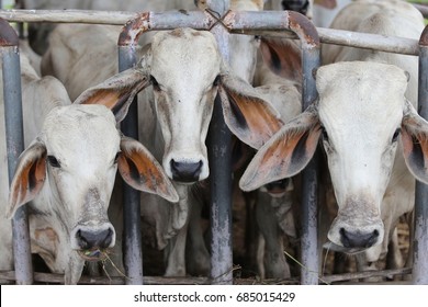 Brahman Beef Cattle