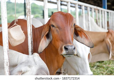 Brahman cow Images, Stock Photos & Vectors | Shutterstock