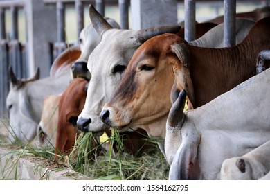 Angus Cross Brahman Cattle Stock Photo (Edit Now) 415624375