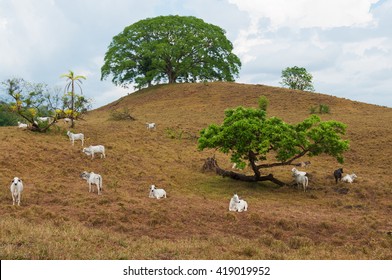 Brahman, Or Brahma, Cattle Shown Grazing In The Chiriqui Province Of Panama. 