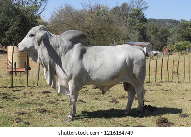 374 Swaziland agriculture Images, Stock Photos & Vectors | Shutterstock