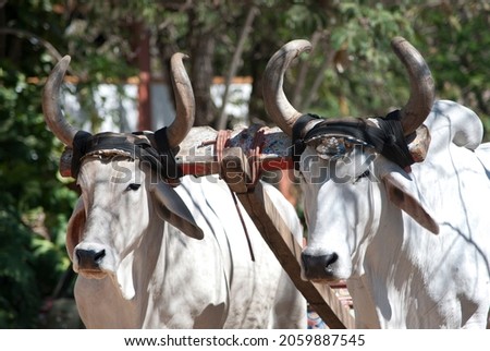 Brahman bulls in Rincon de la Vieja National Park ,Costa Rica