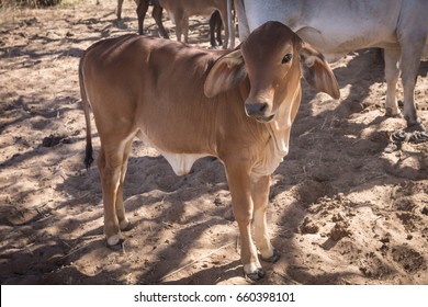 Brahman Calf, El Questro Station, Kimberley, Western Australia