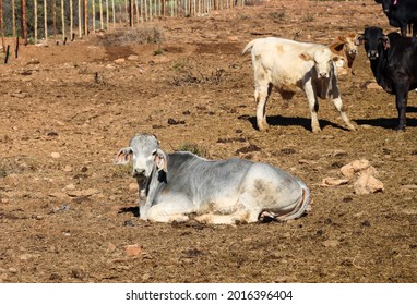 Brahman Calf In Feedlot On Farm In South Arica