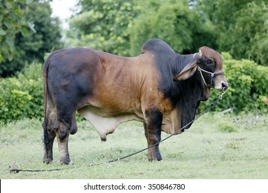 Brahman Cattle