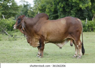 Brahman Cattle