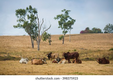 Brahman Cattle