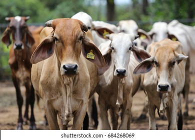 Brahman Cattle